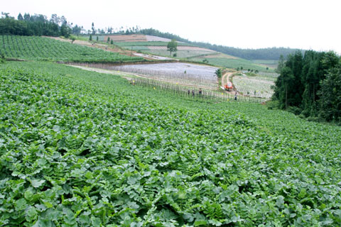 豐都樹(shù)人鎮：萬(wàn)畝榨菜鼓起了村民腰包